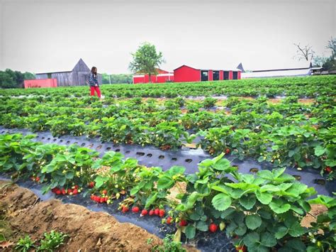 her md berry farms.